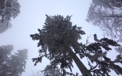 Do senior scientists acknowledge the importance of early soft skills training for their PhD students?