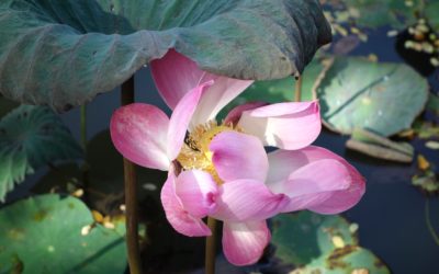 PhD students: know your public holidays, for a good start into 2021