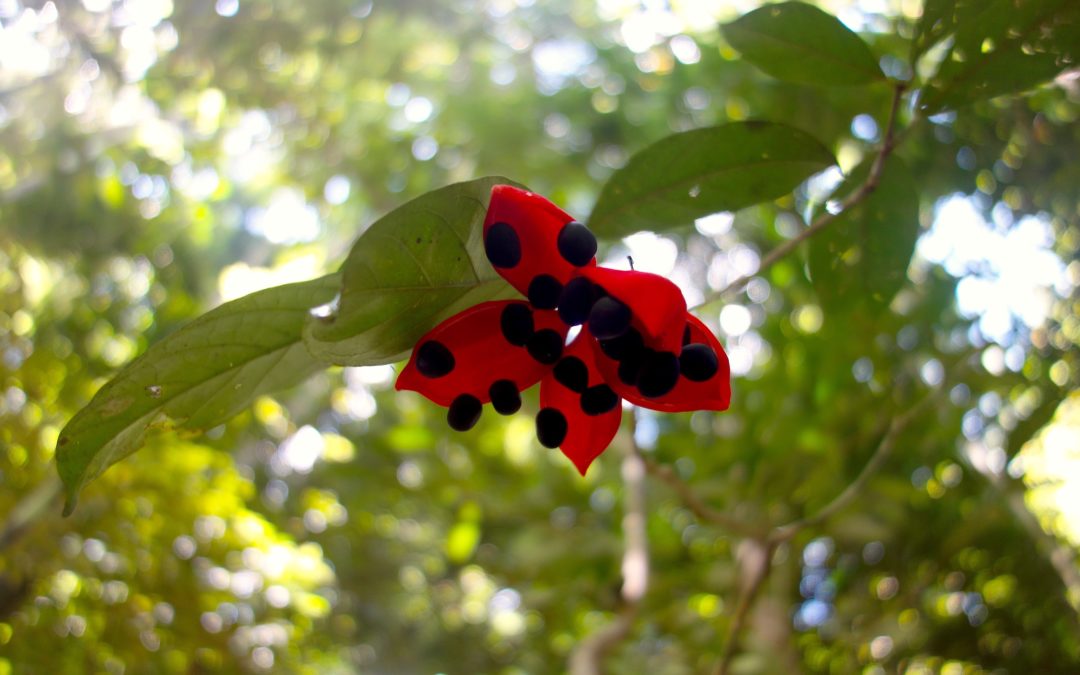 Checklist to clarify supervisor and PhD student expectations