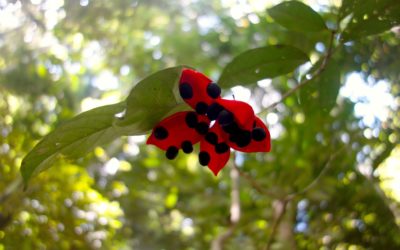 Checklist to clarify supervisor and PhD student expectations