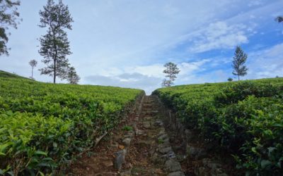 Skills, interests & values Self-Assessment Tools for PhDs