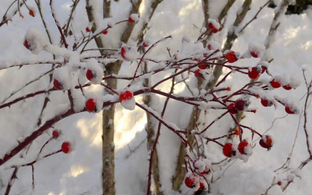PhD students in 2021: let’s flatten the mental health curve – inspired by a PRIDE network webinar