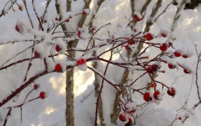 PhD students in 2021: let’s flatten the mental health curve – inspired by a PRIDE network webinar