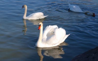 Online Resources for PhD Students’ Career Development during Covid-Lockdown